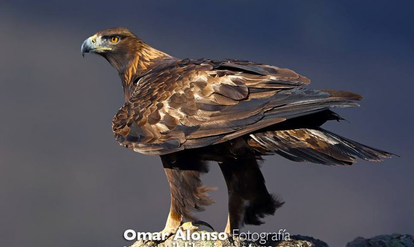 Hide de águila real